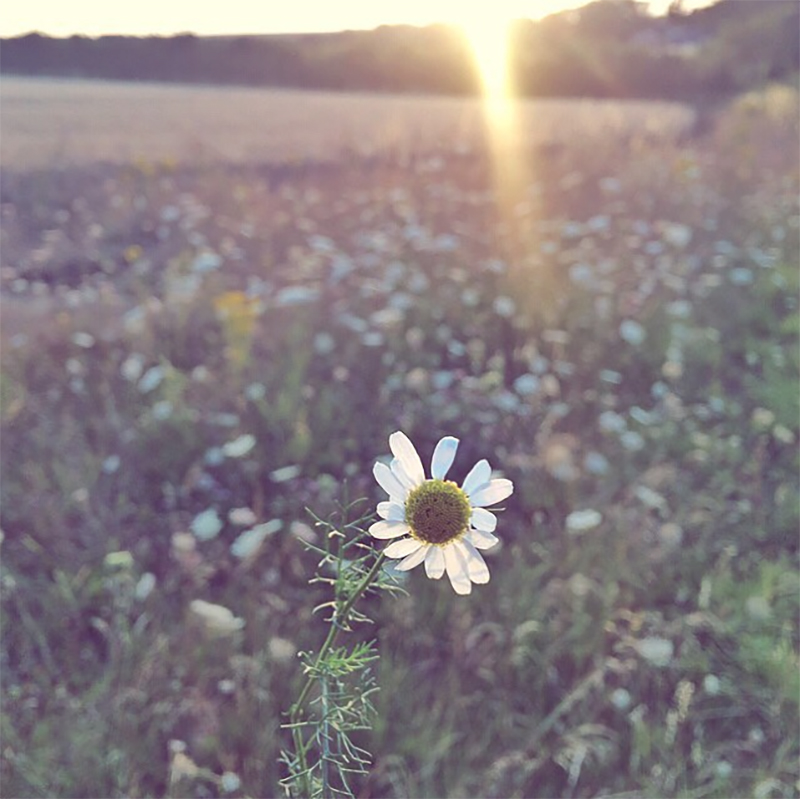 Daisy In Fields Of Golden Hampshire Corn | The Elgin Avenue Blog