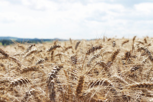 Fields Of Corn In Hampshire | The Elgin Avenue Blog