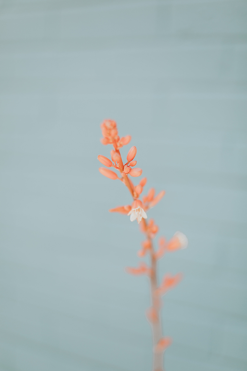 Beautiful Coral Pink Flower Against A Blue Backdrop | The Elgin Avenue Blog