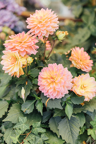 Pink Dahlia Flowers With Yellow Middle | The Elgin Avenue Blog