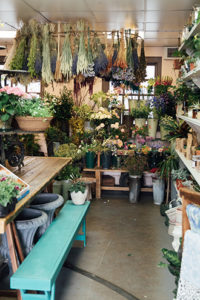 Catkin and Pussywillow Winchester Florist | Guide To Winchester | The Elgin Avenue
