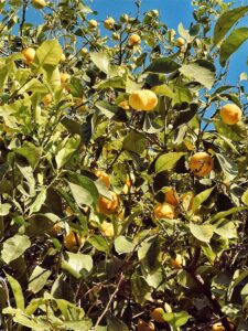 Lemon Tree in Crete Monica Beatrice Blog